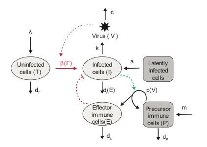 HIV model with immune response